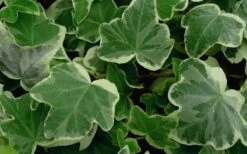 Anne Marie White Variegated Ivy (Hedera Helix) - 10 Count Flat Of Pint Pots -Plant Shop Ivy Anne Marie 50 1