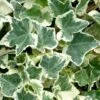 Anne Marie White Variegated Ivy (Hedera Helix) - 10 Count Flat Of Pint Pots -Plant Shop Ivy Anne Marie 500x750 2