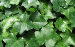 English Ivy (Hedera Helix) - 36 Pack Of 3.5" Pots -Plant Shop Ivy English 1