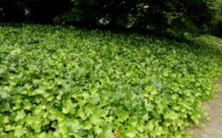 English Ivy (Hedera Helix) - 36 Pack Of 3.5" Pots -Plant Shop Ivy English 2