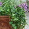 English Ivy (Hedera Helix) - 36 Pack Of 3.5" Pots 1 English Ivy (Hedera Helix) - 36 Pack Of 3.5" Pots -Plant Shop Ivy English 500x750 1