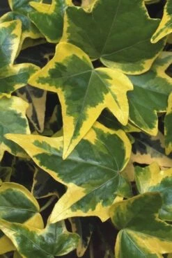 Gold Child Ivy (Hedera Helix) - 6 Pack Of Pint Pots -Plant Shop Ivy Gold Child 1