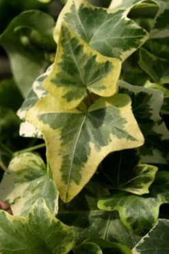 Gold Child Ivy (Hedera Helix) - 6 Pack Of Pint Pots -Plant Shop Ivy Gold Child 3