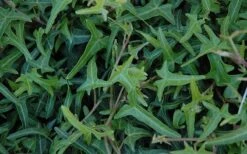 Needlepoint Ivy (Hedera Helix) - 5 Pack Of Pint Pots 10 Needlepoint Ivy (Hedera Helix) - 5 Pack Of Pint Pots -Plant Shop Ivy Needlepoint 50 2