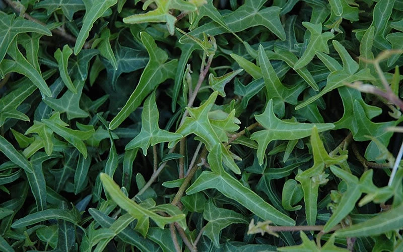 Needlepoint Ivy (Hedera Helix) - 5 Pack Of Pint Pots 6 Needlepoint Ivy (Hedera Helix) - 5 Pack Of Pint Pots - Image 4