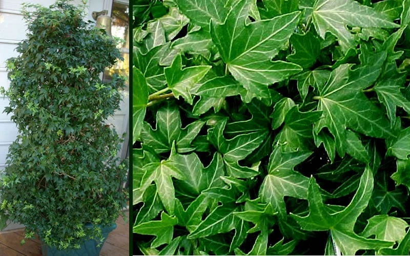 Needlepoint Ivy (Hedera Helix) - 5 Pack Of Pint Pots 7 Needlepoint Ivy (Hedera Helix) - 5 Pack Of Pint Pots - Image 5