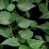 Teardrop Ivy (Hedera Helix) - 5 Pack Of Pint Pots -Plant Shop Ivy Teardrop 500x750 1