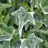 Variegated Needlepoint Ivy (Hedera Helix) - 10 Pack Of Pint Pots -Plant Shop Ivy Variegated Needlepoint
