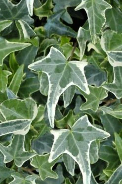 Variegated Needlepoint Ivy (Hedera Helix) - 10 Pack Of Pint Pots