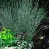 Blue Arrows Rush (Juncus Inflexus) - 8 Pack Of 1 Gallon Pots -Plant Shop Juncus Blue Arrows 10