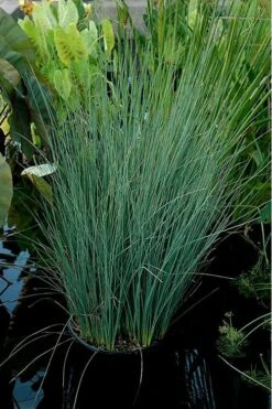 Blue Arrows Rush (Juncus Inflexus) - 8 Pack Of 1 Gallon Pots -Plant Shop Juncus Blue Arrows 11