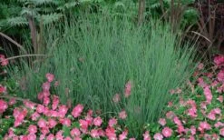 Blue Arrows Rush (Juncus Inflexus) - 8 Pack Of 1 Gallon Pots -Plant Shop Juncus Blue Arrows 12