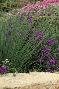 Blue Arrows Rush (Juncus Inflexus) - 8 Pack Of 1 Gallon Pots -Plant Shop Juncus Blue Arrows 500x750 1