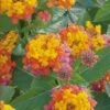 Miss Huff Hardy Lantana - 5 Pack Of Pint Pots -Plant Shop Lantana Miss Huff 50