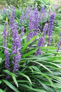 Emerald Goddess Liriope (Lilyturf) - 1 Gallon Pot