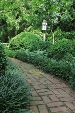 Emerald Goddess Liriope (Lilyturf) - 1 Gallon Pot -Plant Shop Liriope Emerald Goddess 2