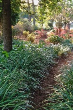 Emerald Goddess Liriope (Lilyturf) - 1 Gallon Pot -Plant Shop Liriope Emerald Goddess 500x750 1