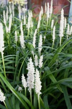 Monroe's White Liriope (Lilyturf) - 6 Pack Of 1 Gallon Pots 11 Monroe's White Liriope (Lilyturf) - 6 Pack Of 1 Gallon Pots -Plant Shop Liriope Monroes White 500x750 1