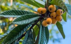 Loquat Tree - Eriobotrya Japonica - 5 Gallon Pot 12 Loquat Tree - Eriobotrya Japonica - 5 Gallon Pot -Plant Shop Loquat 12
