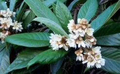 Loquat Tree - Eriobotrya Japonica - 5 Gallon Pot 13 Loquat Tree - Eriobotrya Japonica - 5 Gallon Pot -Plant Shop Loquat Tree Flowers