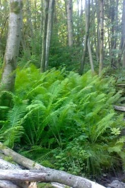 The King Ostrich Fern (Matteuccia Struthiopteris) - 6 Pack Of 1 Gallon Pots -Plant Shop Matteuccia struthiopteris the king ostrich fern 2