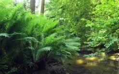 The King Ostrich Fern (Matteuccia Struthiopteris) - 6 Pack Of 1 Gallon Pots -Plant Shop Matteuccia struthiopteris the king ostrich fern 3
