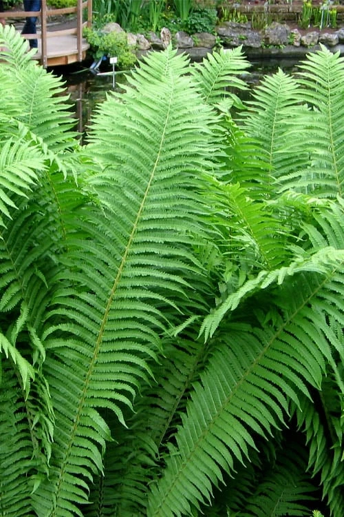 The King Ostrich Fern (Matteuccia Struthiopteris) - 1 Gallon Pot 3 The King Ostrich Fern (Matteuccia Struthiopteris) - 1 Gallon Pot