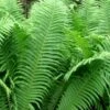 The King Ostrich Fern (Matteuccia Struthiopteris) - 6 Pack Of 1 Gallon Pots -Plant Shop Matteuccia struthiopteris the king ostrich fern 5