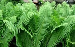 The King Ostrich Fern (Matteuccia Struthiopteris) - 6 Pack Of 1 Gallon Pots -Plant Shop Matteuccia struthiopteris the king ostrich fern 6
