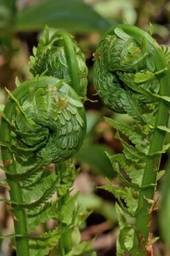 The King Ostrich Fern (Matteuccia Struthiopteris) - 6 Pack Of 1 Gallon Pots -Plant Shop Matteuccia struthiopteris the king ostrich fern 7