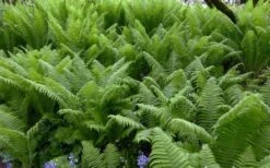 The King Ostrich Fern (Matteuccia Struthiopteris) - 1 Gallon Pot 19 The King Ostrich Fern (Matteuccia Struthiopteris) - 1 Gallon Pot -Plant Shop Matteuccia struthiopteris the king ostrich fern 8 1