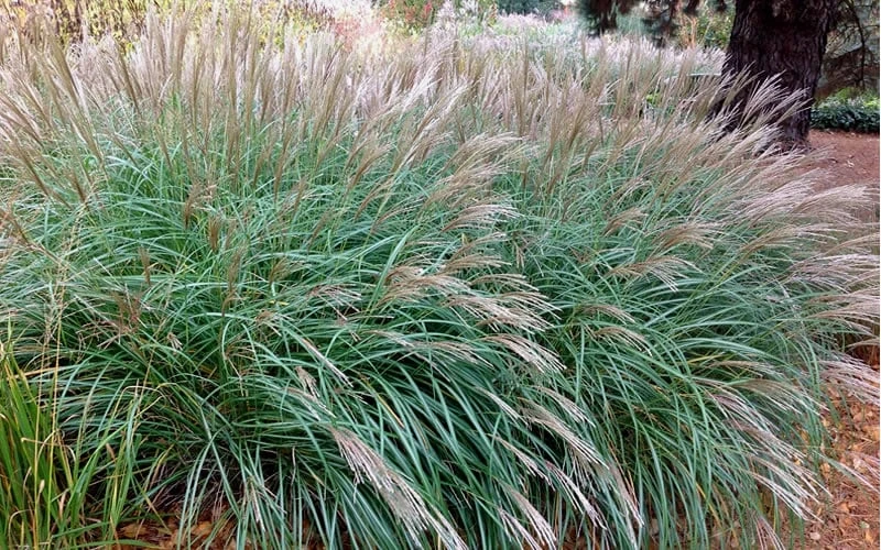 Little Kitten Dwarf Maiden Grass - Miscanthus Sinensis - 1 Gallon Pot 6 Little Kitten Dwarf Maiden Grass - Miscanthus Sinensis - 1 Gallon Pot - Image 4