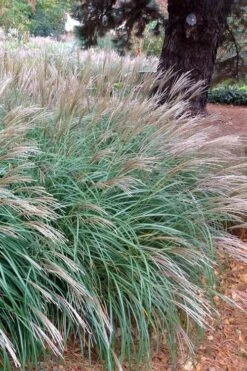 Little Kitten Dwarf Maiden Grass - Miscanthus Sinensis - 1 Gallon Pot 15 Little Kitten Dwarf Maiden Grass - Miscanthus Sinensis - 1 Gallon Pot -Plant Shop Miscanthus Little Kittens 11 1