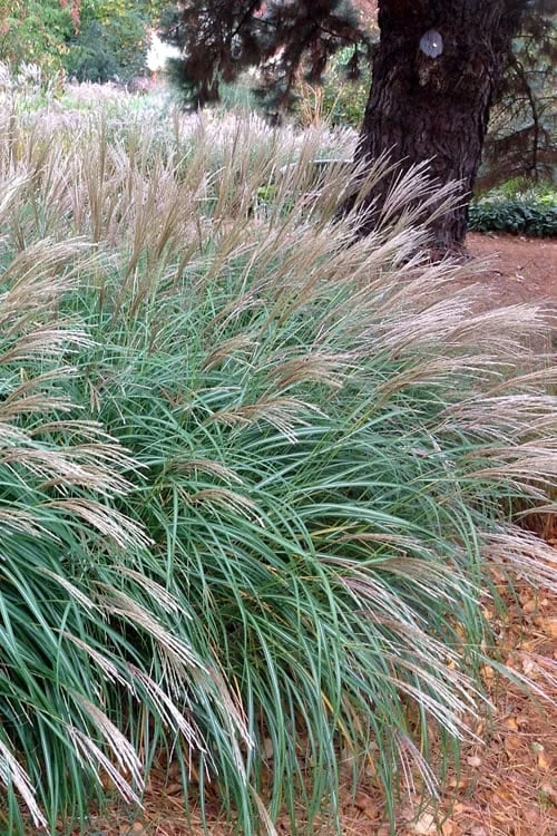 Little Kitten Dwarf Maiden Grass - Miscanthus Sinensis - 1 Gallon Pot 9 Little Kitten Dwarf Maiden Grass - Miscanthus Sinensis - 1 Gallon Pot - Image 7