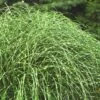 Little Zebra Grass - Miscanthus - 1 Gallon Pot -Plant Shop Miscanthus Little Zebra Rev 2 500x750 1