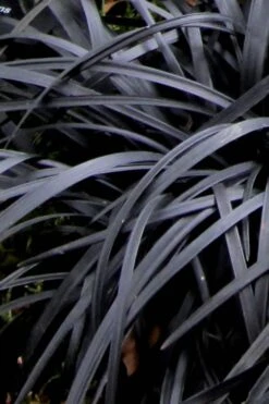 Black Mondo Grass - Ophiopogon Planiscapus 'Nigrescens' - 6 Pack Of 1 Gallon Pots 15 Black Mondo Grass - Ophiopogon Planiscapus 'Nigrescens' - 6 Pack Of 1 Gallon Pots -Plant Shop Mondo Grass Black 10