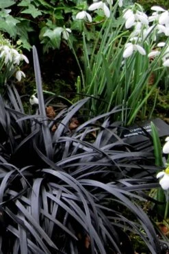 Black Mondo Grass - Ophiopogon Planiscapus 'Nigrescens' - 6 Pack Of 1 Gallon Pots 14 Black Mondo Grass - Ophiopogon Planiscapus 'Nigrescens' - 6 Pack Of 1 Gallon Pots -Plant Shop Mondo Grass Black 11