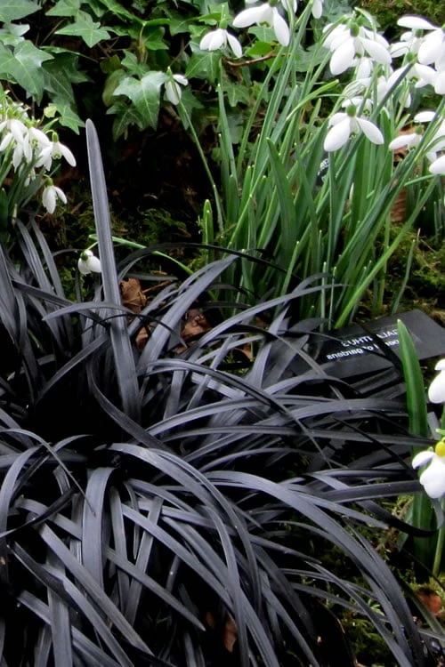 Black Mondo Grass - Ophiopogon Planiscapus 'Nigrescens' - 6 Pack Of 1 Gallon Pots 8 Black Mondo Grass - Ophiopogon Planiscapus 'Nigrescens' - 6 Pack Of 1 Gallon Pots - Image 6