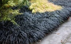 Black Mondo Grass - Ophiopogon Planiscapus 'Nigrescens' - 6 Pack Of 1 Gallon Pots 13 Black Mondo Grass - Ophiopogon Planiscapus 'Nigrescens' - 6 Pack Of 1 Gallon Pots -Plant Shop Mondo Grass Black 12