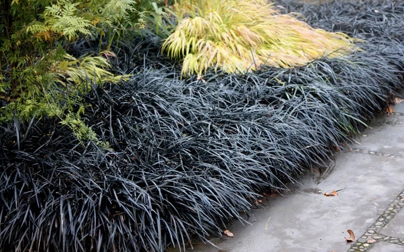 Black Mondo Grass - Ophiopogon Planiscapus 'Nigrescens' - 6 Pack Of 1 Gallon Pots 7 Black Mondo Grass - Ophiopogon Planiscapus 'Nigrescens' - 6 Pack Of 1 Gallon Pots - Image 5