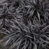 Black Mondo Grass - Ophiopogon Planiscapus 'Nigrescens' - 6 Pack Of 1 Gallon Pots -Plant Shop Mondo Grass Black 15