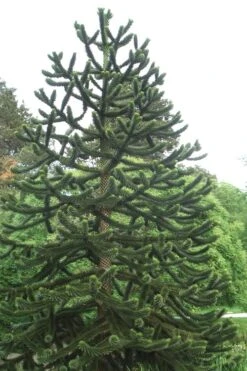 Monkey Puzzle Tree - Araucaria Auracana - 2.5 Quart Pot -Plant Shop Monkey Puzzle Tree 2