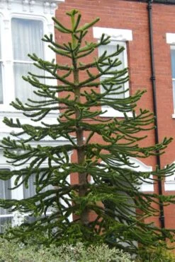 Monkey Puzzle Tree - Araucaria Auracana - 2.5 Quart Pot -Plant Shop Monkey Puzzle Tree 3