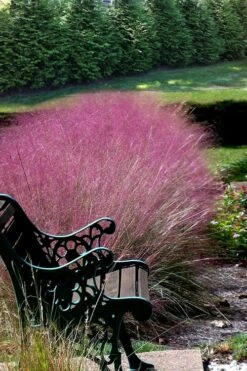 Pink Muhly Grass - Cotton Candy Grass - 2 Gallon Pot -Plant Shop Muhly Grass Pink 200
