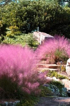 Pink Muhly Grass - Cotton Candy Grass - 2 Gallon Pot -Plant Shop Muhly Grass Pink 202