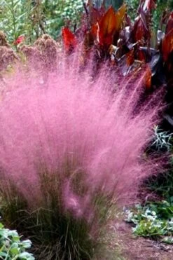 Pink Muhly Grass - Cotton Candy Grass - 2 Gallon Pot -Plant Shop Muhly Grass Pink 204