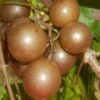 Carlos Bronze Muscadine Grape Vine - 1 Gallon Pot 2 Carlos Bronze Muscadine Grape Vine - 1 Gallon Pot -Plant Shop Muscadine Carlos 1