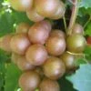 Fry Bronze Muscadine Grape Vine - 6 Pack Of 1 Gallon Pots -Plant Shop Muscadine Fry 1 1