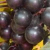 Nesbitt Muscadine Grape Vine - 1 Gallon Pot -Plant Shop Muscadine Nesbitt 500x750 1
