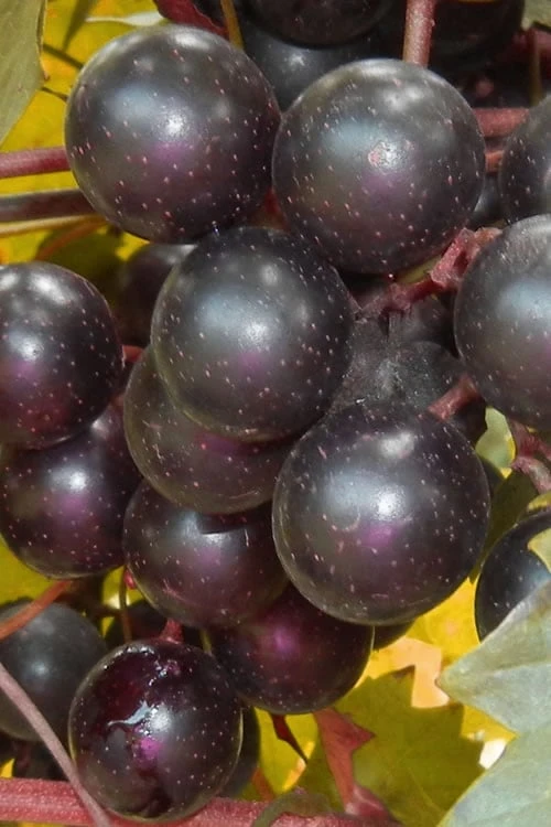 Nesbitt Muscadine Grape Vine - 1 Gallon Pot 3 Nesbitt Muscadine Grape Vine - 1 Gallon Pot